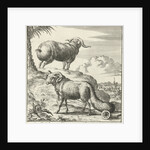 Syrian sheep or ram by Willem Goeree