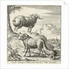 Syrian sheep or ram by Willem Goeree
