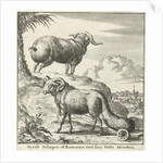 Syrian sheep or ram by Willem Goeree
