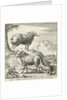Syrian sheep or ram by Willem Goeree