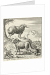 Syrian sheep or ram by Willem Goeree