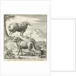 Syrian sheep or ram by Willem Goeree