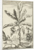Tree with mandrakes by Willem Goeree