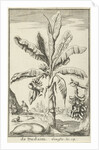 Tree with mandrakes by Willem Goeree