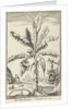 Tree with mandrakes by Willem Goeree