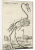 Skeleton of an ostrich by Jan Claesz ten Hoorn