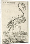 Skeleton of an ostrich by Jan Claesz ten Hoorn