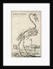 Skeleton of an ostrich by Jan Claesz ten Hoorn