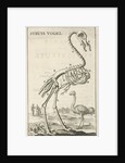 Skeleton of an ostrich by Jan Claesz ten Hoorn
