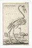 Skeleton of an ostrich by Jan Claesz ten Hoorn