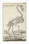 Skeleton of an ostrich by Jan Claesz ten Hoorn