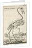 Skeleton of an ostrich by Jan Claesz ten Hoorn