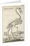 Skeleton of an ostrich by Jan Claesz ten Hoorn