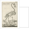 Skeleton of an ostrich by Jan Claesz ten Hoorn