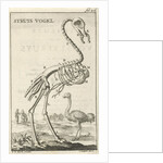 Skeleton of an ostrich by Jan Claesz ten Hoorn