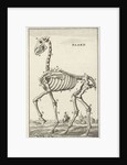 Skeleton of a horse by Jan Claesz ten Hoorn