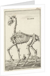 Skeleton of a horse by Jan Claesz ten Hoorn