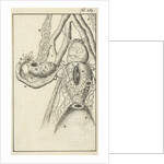 Anatomical image X by Jan Claesz ten Hoorn