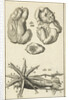 Anatomical Figure I by Jan Claesz ten Hoorn