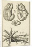 Anatomical Figure I by Jan Claesz ten Hoorn