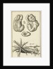 Anatomical Figure I by Jan Claesz ten Hoorn