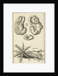 Anatomical Figure I by Jan Claesz ten Hoorn