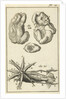 Anatomical Figure I by Jan Claesz ten Hoorn