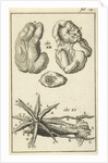 Anatomical Figure I by Jan Claesz ten Hoorn