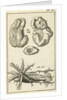 Anatomical Figure I by Jan Claesz ten Hoorn