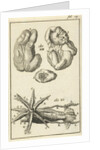 Anatomical Figure I by Jan Claesz ten Hoorn