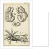 Anatomical Figure I by Jan Claesz ten Hoorn