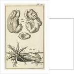 Anatomical Figure I by Jan Claesz ten Hoorn
