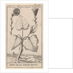 Coltsfoot by Jan Claesz ten Hoorn