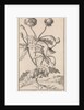 Poppy by Jan Claesz ten Hoorn