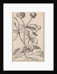 Poppy by Jan Claesz ten Hoorn