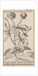 Poppy by Jan Claesz ten Hoorn