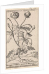 Poppy by Jan Claesz ten Hoorn