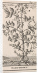 Haw by Jan Claesz ten Hoorn