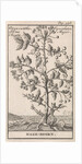 Haw by Jan Claesz ten Hoorn