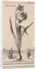 Narcissus by Jan Claesz ten Hoorn