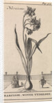 Narcissus by Jan Claesz ten Hoorn