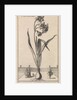 Narcissus by Jan Claesz ten Hoorn