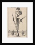 Narcissus by Jan Claesz ten Hoorn