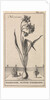 Narcissus by Jan Claesz ten Hoorn