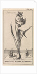 Narcissus by Jan Claesz ten Hoorn