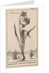 Narcissus by Jan Claesz ten Hoorn