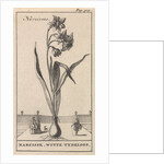 Narcissus by Jan Claesz ten Hoorn