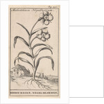 Flower by Jan Claesz ten Hoorn