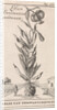 Lily of Constantinople by Jan Claesz ten Hoorn