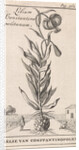 Lily of Constantinople by Jan Claesz ten Hoorn
